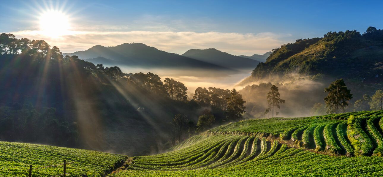 What is Jomga Tea?