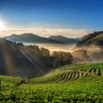 What is Jomga Tea?