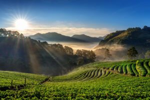 What is Jomga Tea?