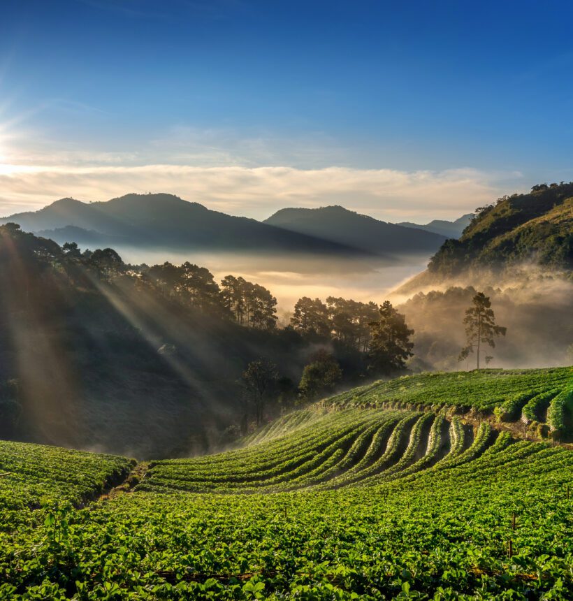 What is Jomga Tea?