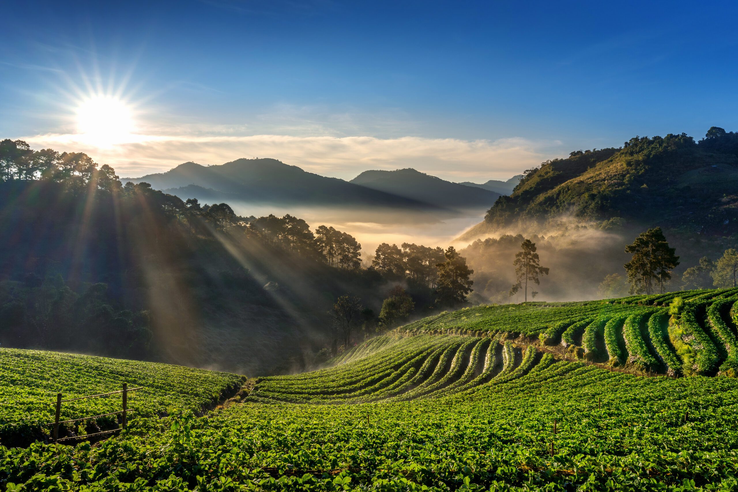 What is Jomga Tea?