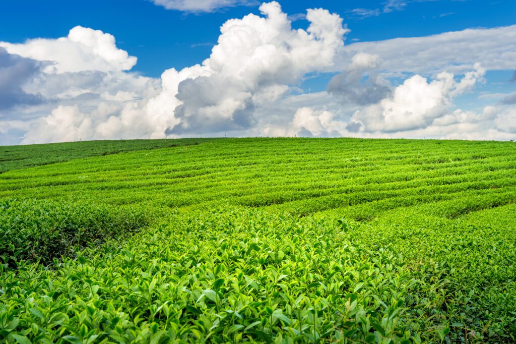 What is Jomga Tea?