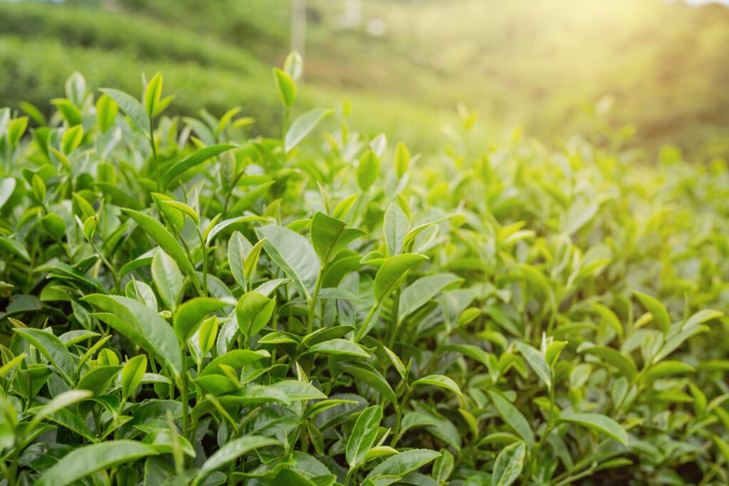 Sip & Thrive: The Health Benefits of Jomga Tea