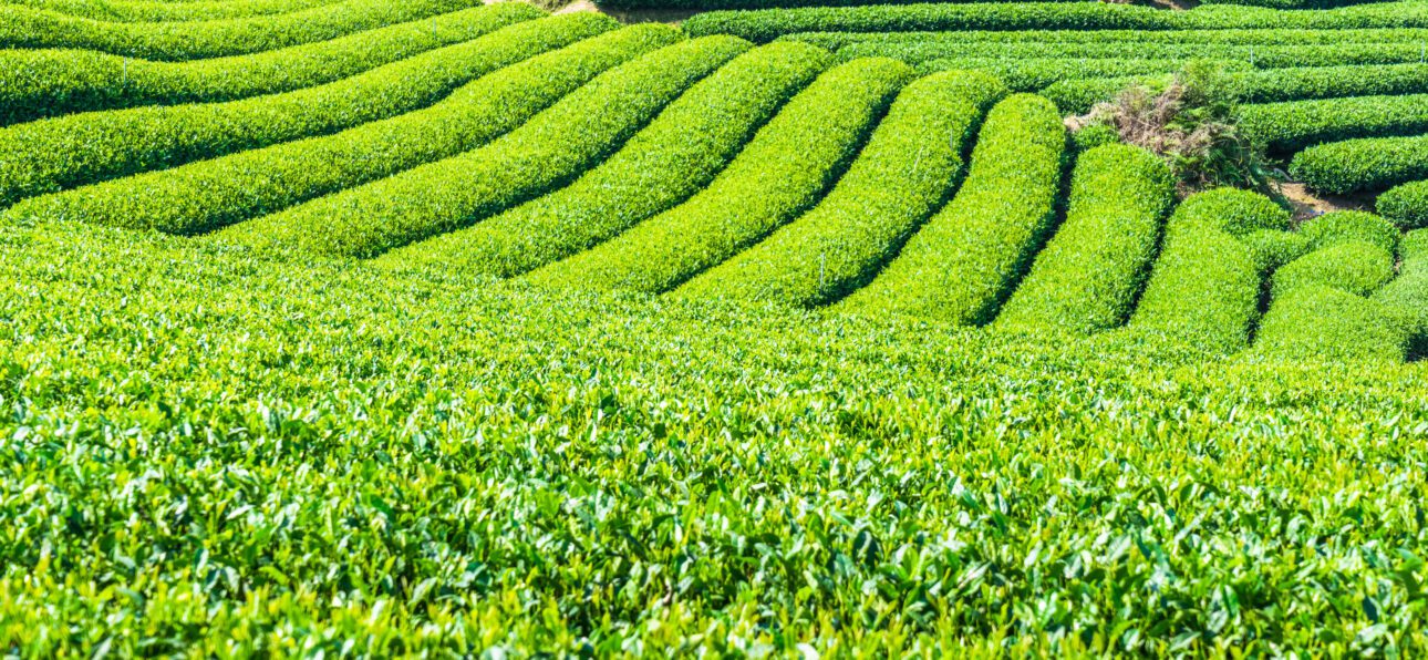 Sip & Thrive: The Health Benefits of Jomga Tea