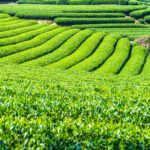 Sip & Thrive: The Health Benefits of Jomga Tea