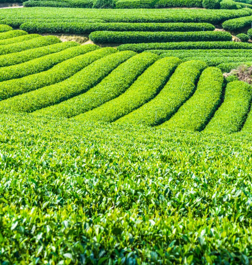 Sip & Thrive: The Health Benefits of Jomga Tea