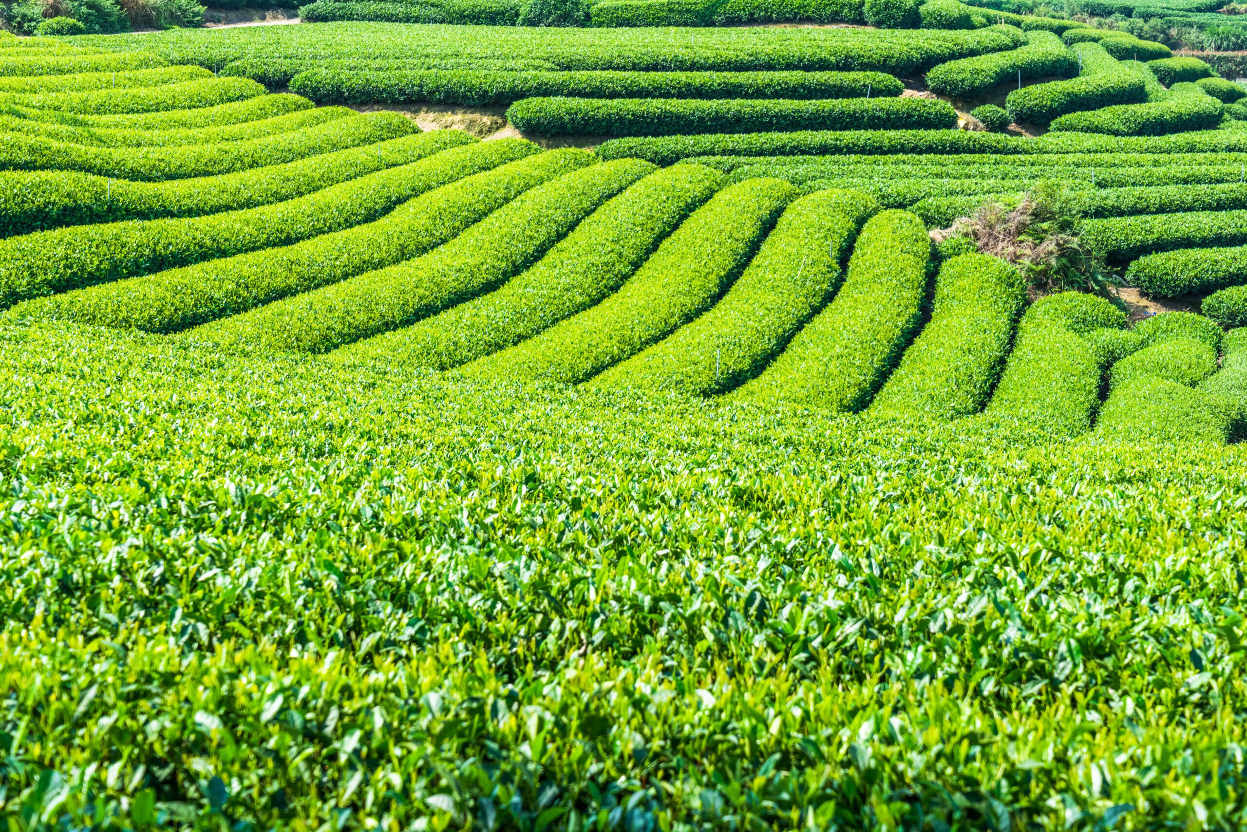 Sip & Thrive: The Health Benefits of Jomga Tea