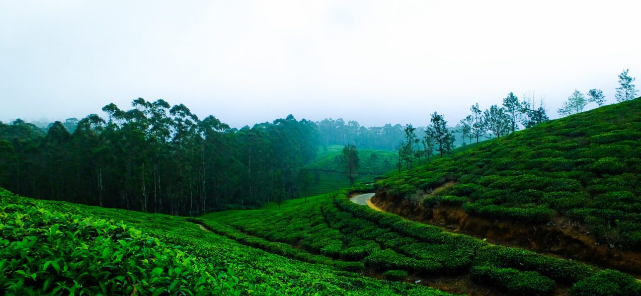 Top 10 Tea Powders in India: A Curated List for Tea Lovers