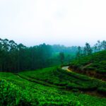 Top 10 Tea Powders in India: A Curated List for Tea Lovers