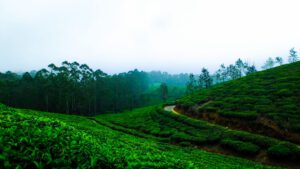 Top 10 Tea Powders in India: A Curated List for Tea Lovers