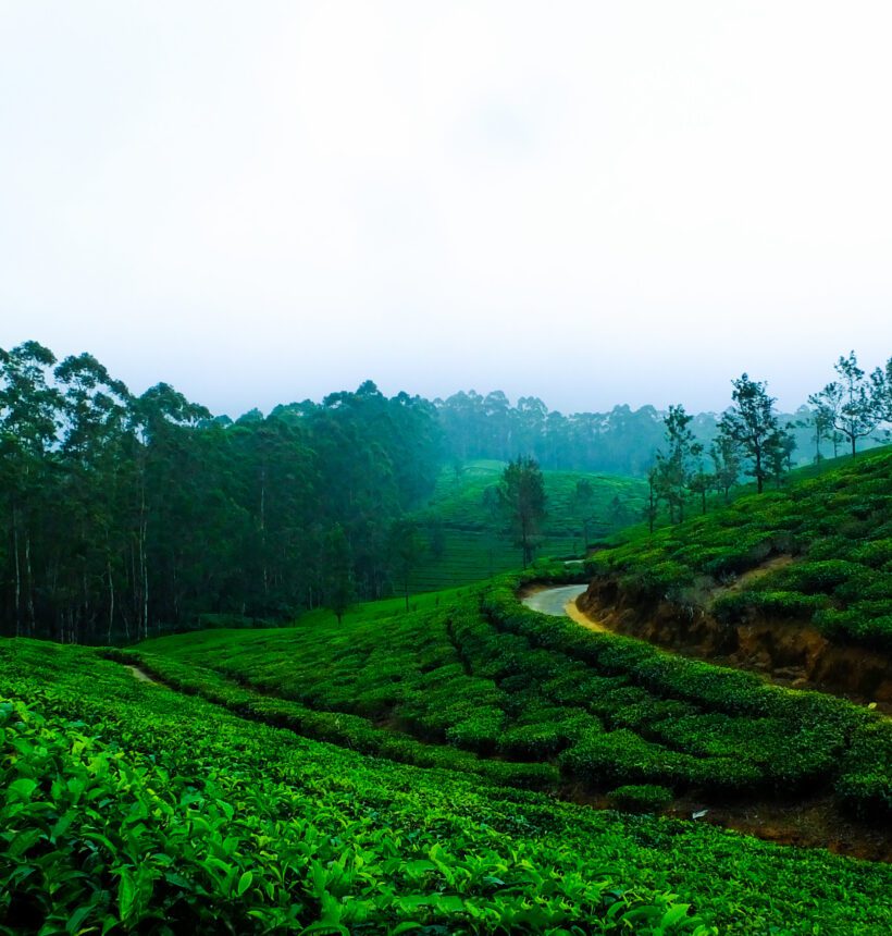 Top 10 Tea Powders in India: A Curated List for Tea Lovers