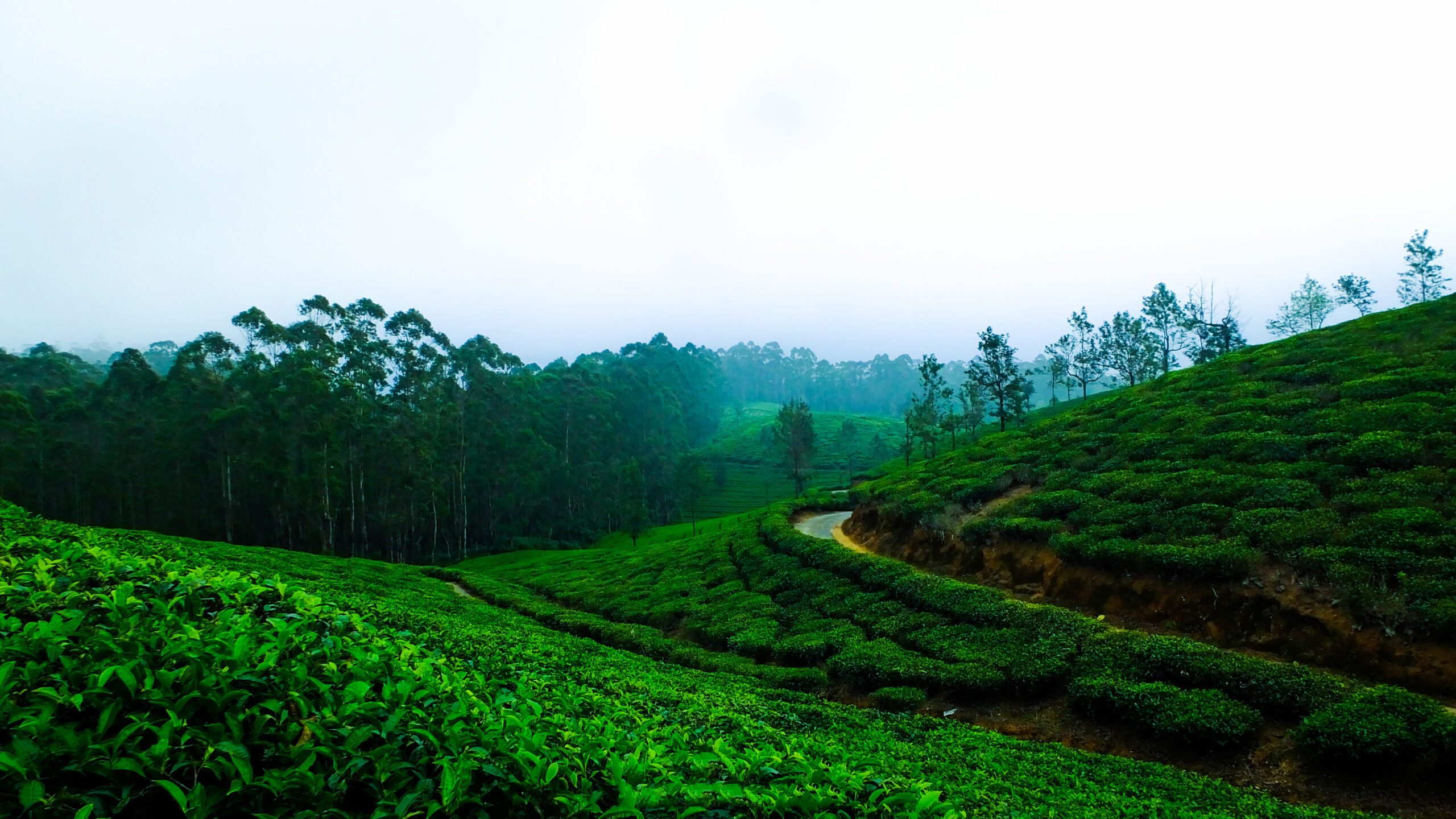 Top 10 Tea Powders in India: A Curated List for Tea Lovers