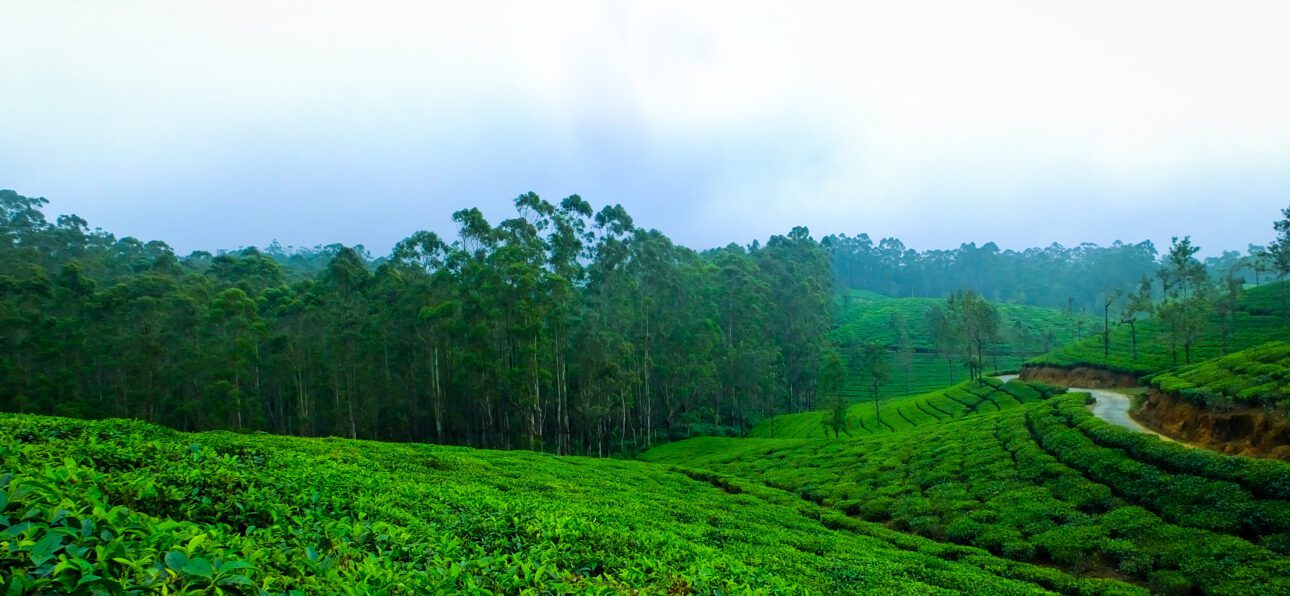 Discover the Best Premium & Luxury Tea Brands in India