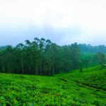 Discover the Best Premium & Luxury Tea Brands in India