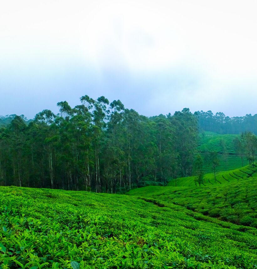 Discover the Best Premium & Luxury Tea Brands in India