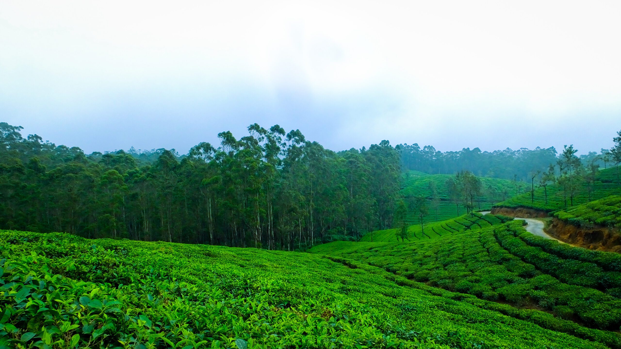 Discover the Best Premium & Luxury Tea Brands in India