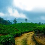 Jomga Tea: The Best Luxury Tea Brand Bringing Munnar’s Finest Leaves to Your Cup