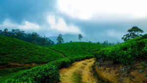 Jomga Tea: The Best Luxury Tea Brand Bringing Munnar’s Finest Leaves to Your Cup