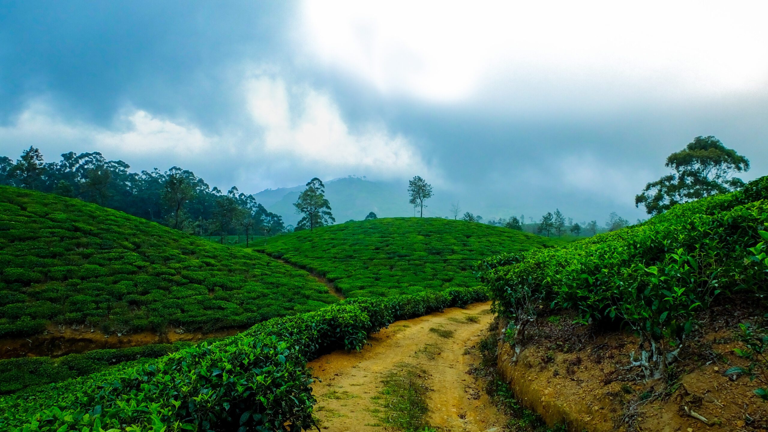 Jomga Tea: The Best Luxury Tea Brand Bringing Munnar’s Finest Leaves to Your Cup