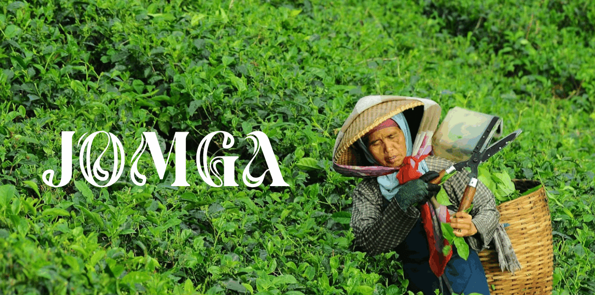 Premium Tea Leaves Brand: What Sets Jomga Apart from the Rest?