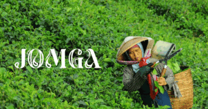 Premium Tea Leaves Brand: What Sets Jomga Apart from the Rest?