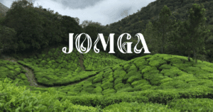Single-Origin vs Blended Teas: Jomga Premium Tea Leaves Brand Breaks it Down