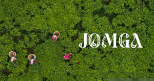 Premium Tea Leaves Brand: What Sets Jomga Apart from the Rest?