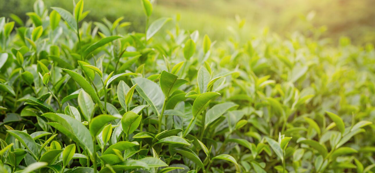 Looking for the Best Tea Leaves Brand? Why Experts Recommend Jomga