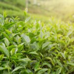 Looking for the Best Tea Leaves Brand? Why Experts Recommend Jomga