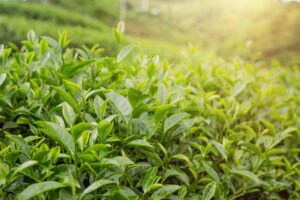 Looking for the Best Tea Leaves Brand? Why Experts Recommend Jomga