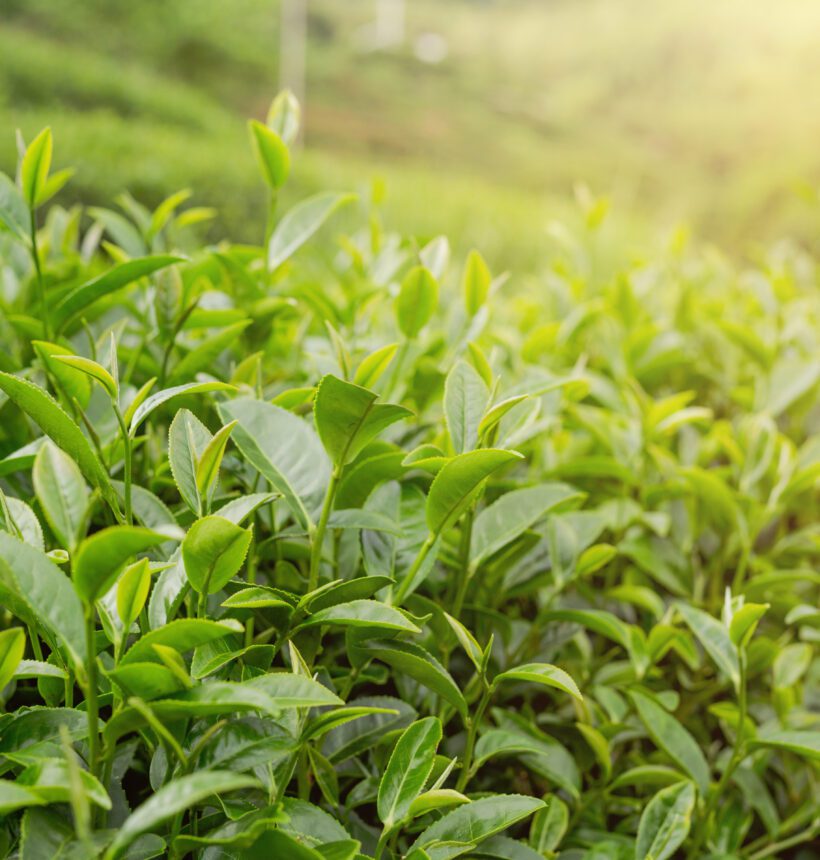 Looking for the Best Tea Leaves Brand? Why Experts Recommend Jomga