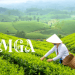 Jomga vs Regular Market Tea Powders: A Flavorful Comparison by a Luxury Tea Leaves Brand