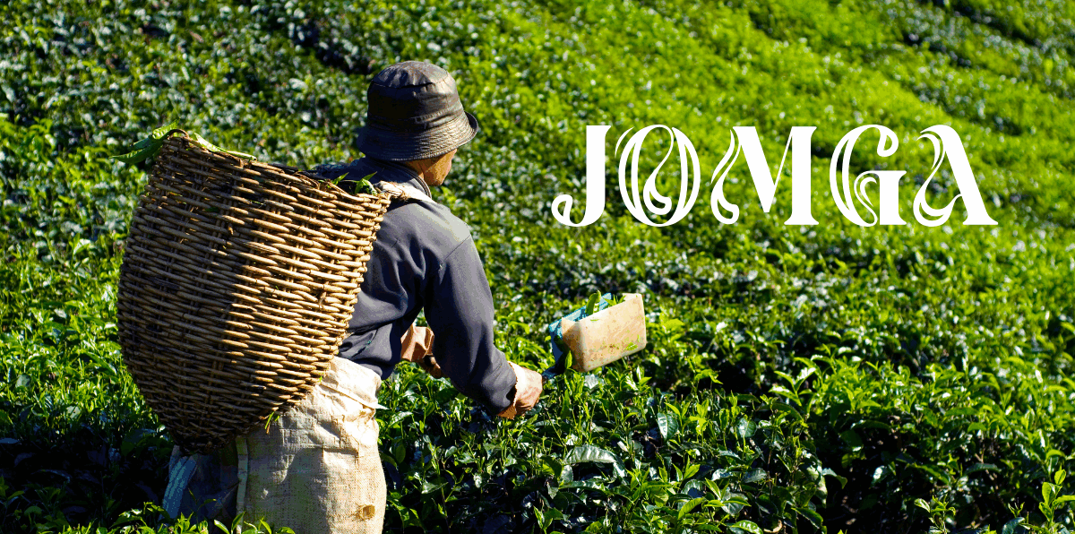 Best Tea Leaves Brand for Aroma and Antioxidants – Jomga Leads the Way