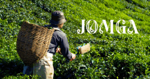 Best Tea Leaves Brand for Aroma and Antioxidants – Jomga Leads the Way