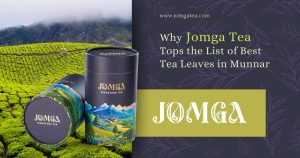 Why Jomga Tea Tops the List of Best Tea Leaves in Munnar