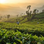 the journey of tea from munnars hills to your cup