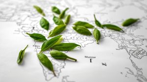 Is Munnar tea available outside Kerala?