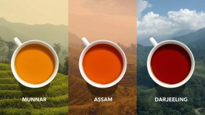 How is Munnar tea different from Assam or Darjeeling tea?