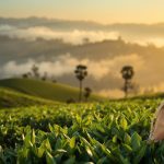 What are the benefits of drinking Munnar green tea?